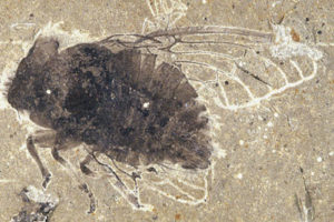 Figure 2: Cicada, ~4 cm