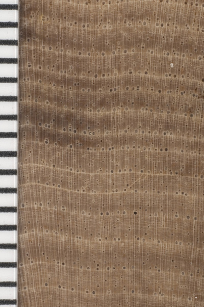 Cross-section view of hickory (Carya sp.) showing narrow growth rings. Scale bars = 1mm