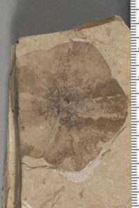 Fossil flowers of Florissantia quilchenensis, Manchester. Malvaceae. MB305