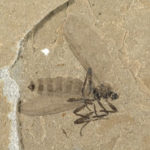 Figure 3: Marchfly, Bibionidae ~13.5 mm