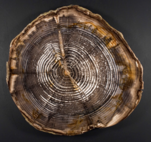 Polished round of Douglas fir (Pseudotsuga pseudotsugae) from Vantage, Washington