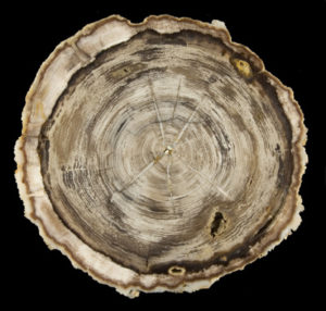 Cross section of hickory (Carya sp.) log from study site. Diameter is 15 cm (6 inches)