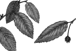 Reconstruction of Fagus langevinii as it may have appeared in life