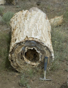 Fossilized log with preserved bark.