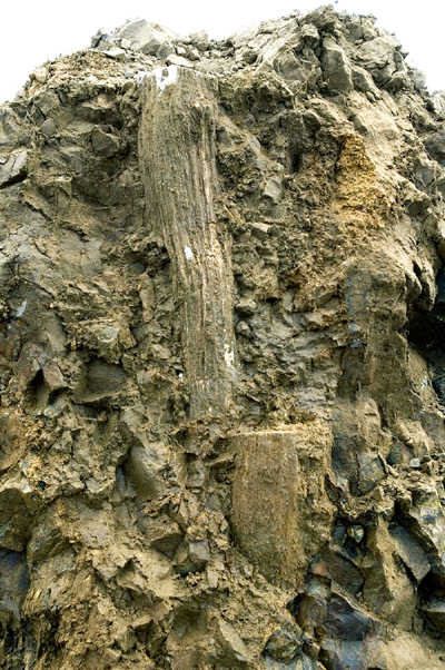 Hickory (Carya sp.) log encased in basalt flow.