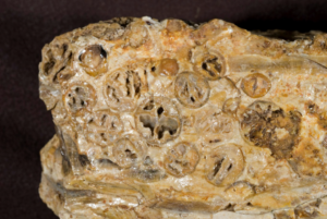 Portion of silicified hickory nut cache found inside a fossil sycamore log (UWBM38700)